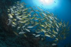 School of fish at Steve's Bommie on the Ribbon Reefs. by George Bouloukos 